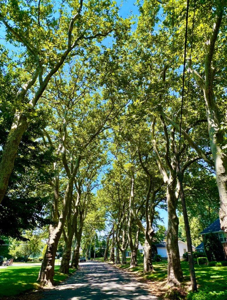 Trees in the Park